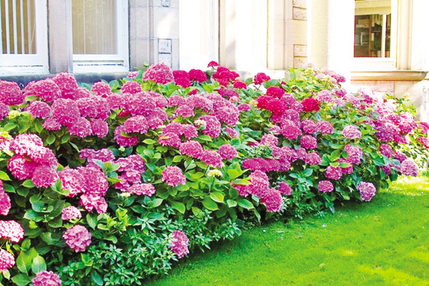 Шта посадити на северној страни окућнице